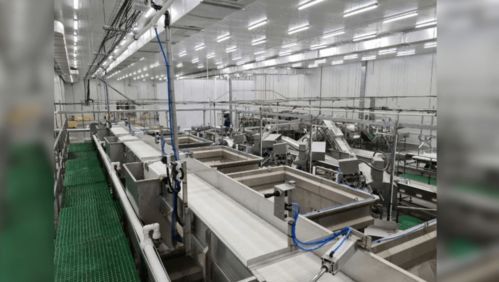 俄日產(chǎn)10條柜魚類加工新廠啟動(dòng),未來(lái)將沖擊中國(guó)進(jìn)口加工行業(yè)